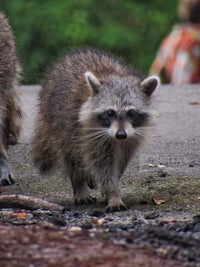 two raccoons walking down the road