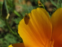 a bug is sitting on a flower