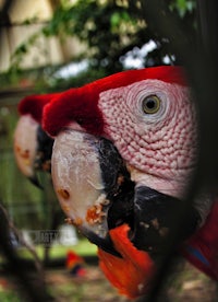 a red parrot in a cage
