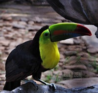 a toucan sitting on a rock in a zoo