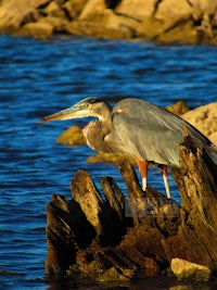 a blue heron standing on a log in the water